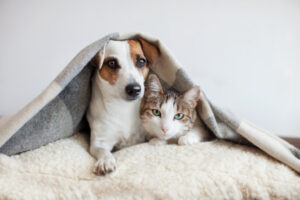 Pets need extra care as winter sets in
