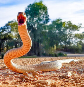 Sunraysia residents urged to take care with snake threat not over