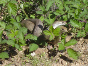 Sunraysia snakes are on the move