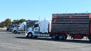 Prices rise on livestock