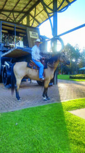 No gamble with Joker: Horseman Peter Horwood rides his mount 367km to Gol Gol