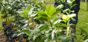 Fed up with fruit trees