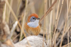 Endangered bird species hanging on