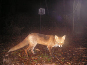 Fox bounty collections to return to Ouyen