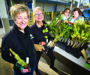 Freebie trees find fans