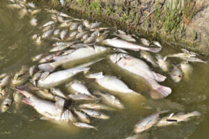 Rod Mackenzie: Using drought for Darling River fish deaths is the easy way out
