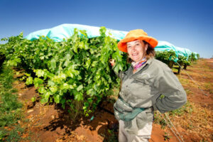 Summer grape wrath looms