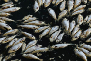 Warning on impending fish kill