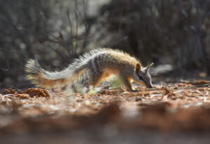 Mallee conservation plan to save native wildlife