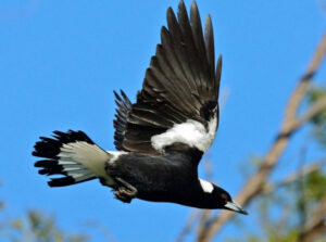 Angry birds alert: Where they’re swooping