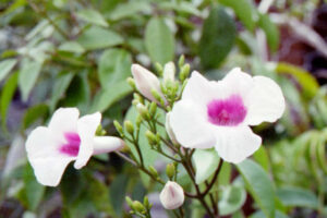 Tom Fagan gardening tips