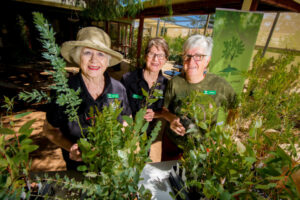 Free trees a cool idea for Mildura