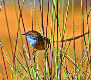 On a corner of extinction