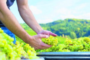 Agriculture reaps wealth
