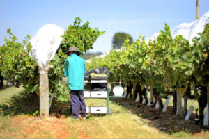 Grower win: Worker accommodation gets VCAT go-ahead