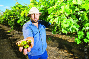 Stop the rot: Council must get tough on serial pests – Cirillo