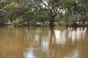 Stop to Menindee water release could ‘jeopardise’ environment
