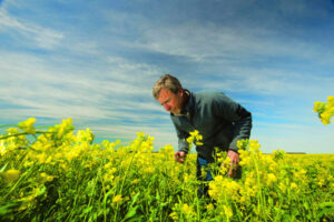 Europe open to canola