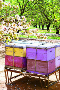 Almond pollination worries