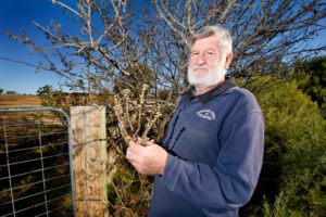 Buzz about bee pollination