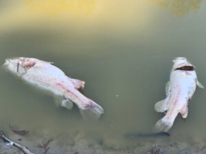 Menindee fish kill fears resurface with forecast heat drop
