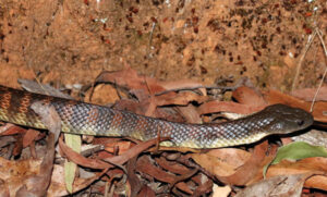 Cod Tales: Avoiding the bite you really won’t like