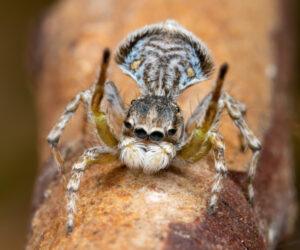 Jazz hands: Meet the Mallee’s dancing spider