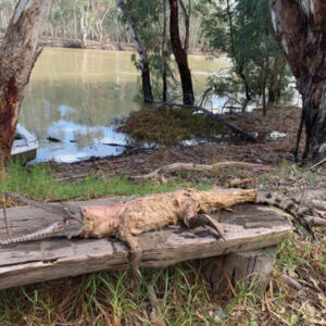 Crocodile discovery in Murray no tall tale