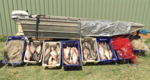 Giant perch catch: Hauls after big Darling kills, say fisheries team