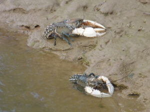 Fish found trapped ‘in the middle of wheat fields’