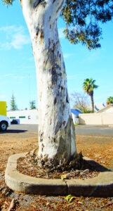 Anger as trees fall