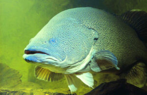 Threatened species have their day