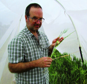 Eliminating wheat aphid