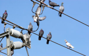 Pigeons are pests in Red Cliffs, says Glenn Milne
