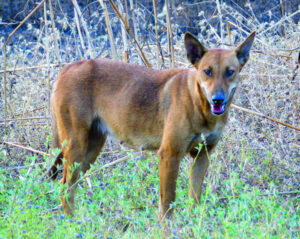 Pest control workshop