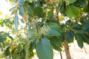 Frost threatens avocado crops