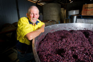 Growers toast the end of vintage: Grape results
