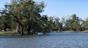 Flows to floodplains expected to ease Darling flood