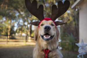 Way to avoid the vet the Christmas