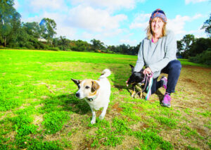 Off leash until report