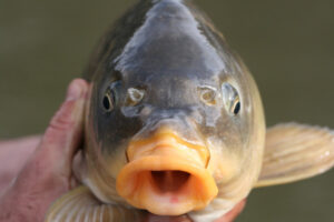 Carp: Food or fertiliser?