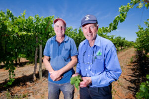 Celebrating sweet success of new grape variety