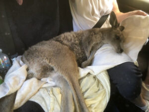 Frightened, lonely ‘roo rescued from flooded Lock Island