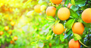 Don’t forget the vegies