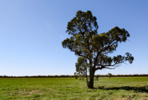 Harvesting rules ‘dire for Lakes’