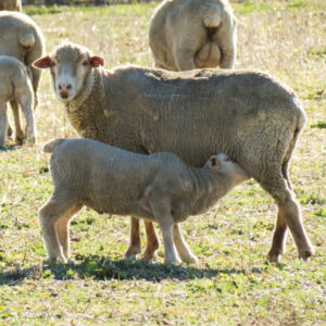Sheep industry framework released