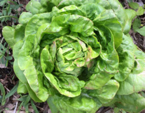 Lettuce thief told to turn over a new leaf