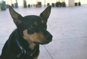 Devastated family’s warning as dog dies