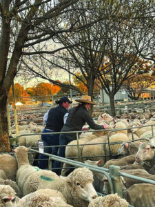 This weeks sheep sale at Ouyen Livestock Exchange