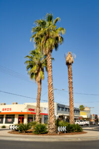 Another Mildura palm tree is set for the chop